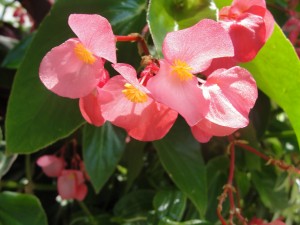 Florida flowers