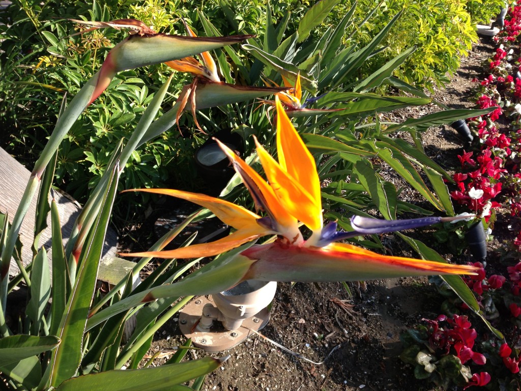 bird of paradise