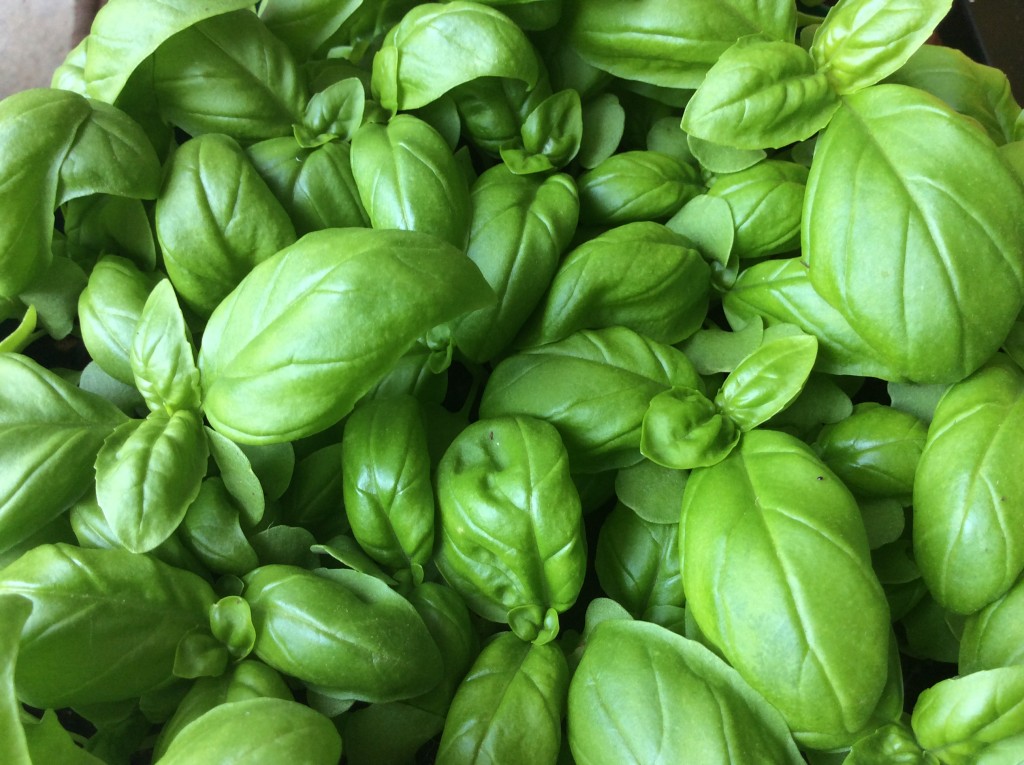 Basil