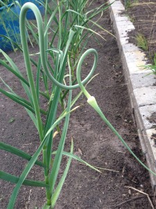 Garlic Scapes