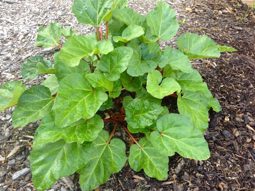 Rhubarb and Raspberry Crumble - Paleo-style