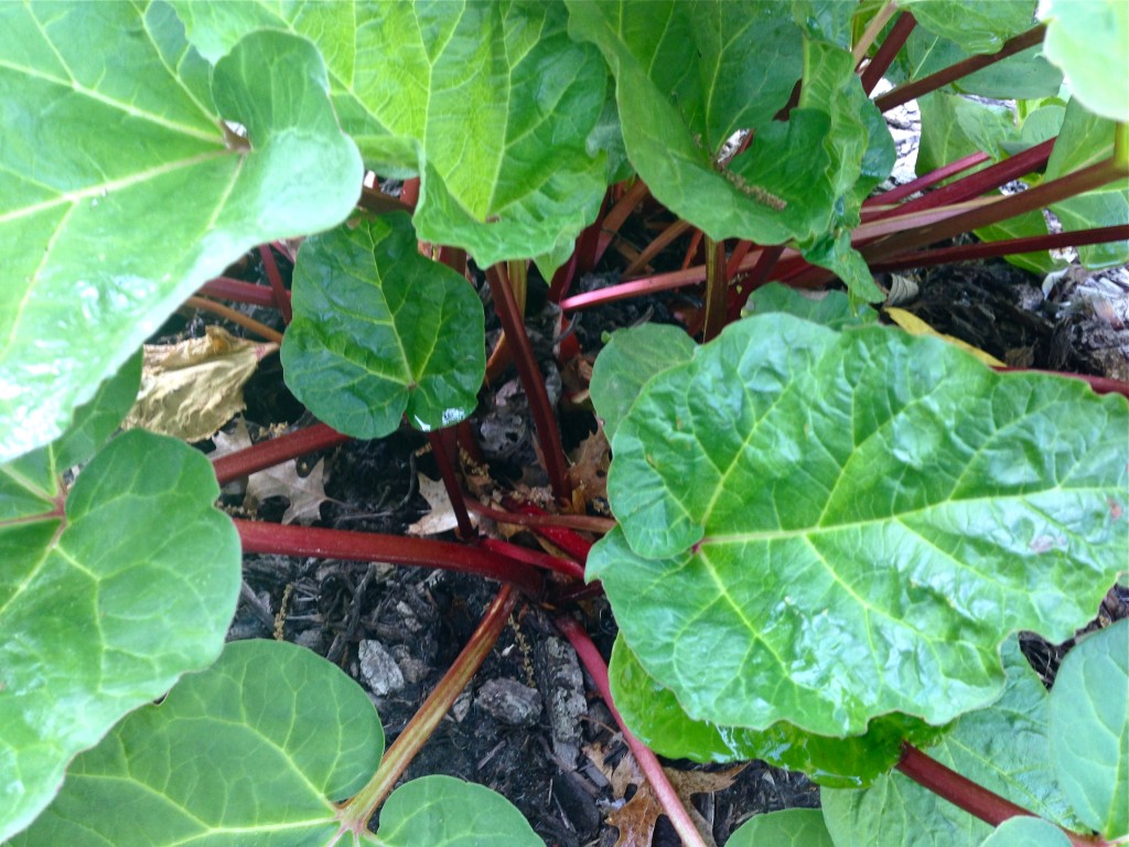 Rhubarb and Raspberry Crumble - Paleo-style